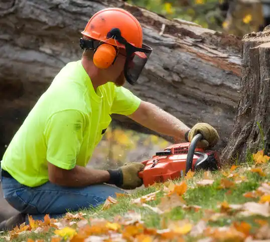 tree services Laurel